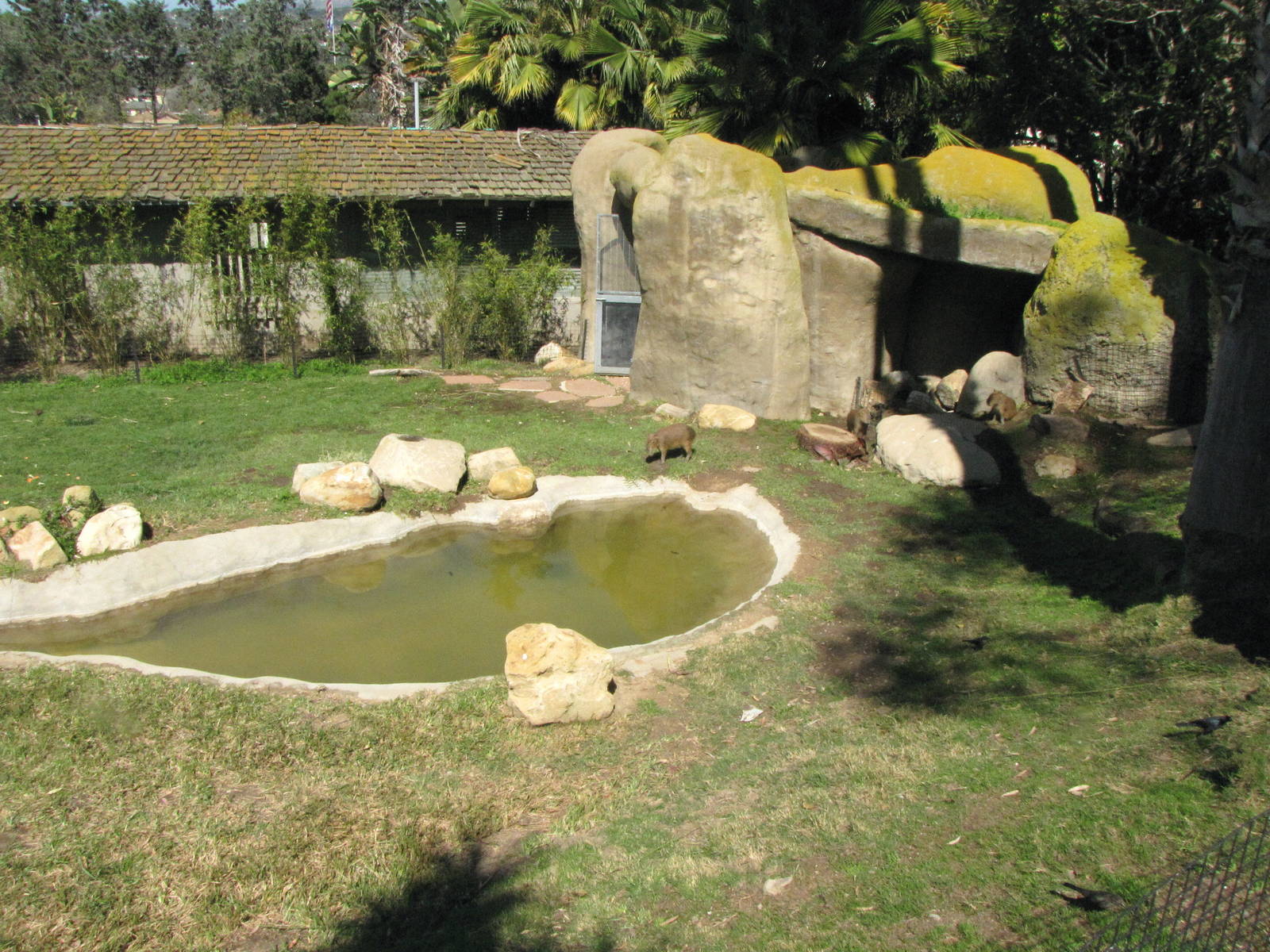 Capybara Habitat