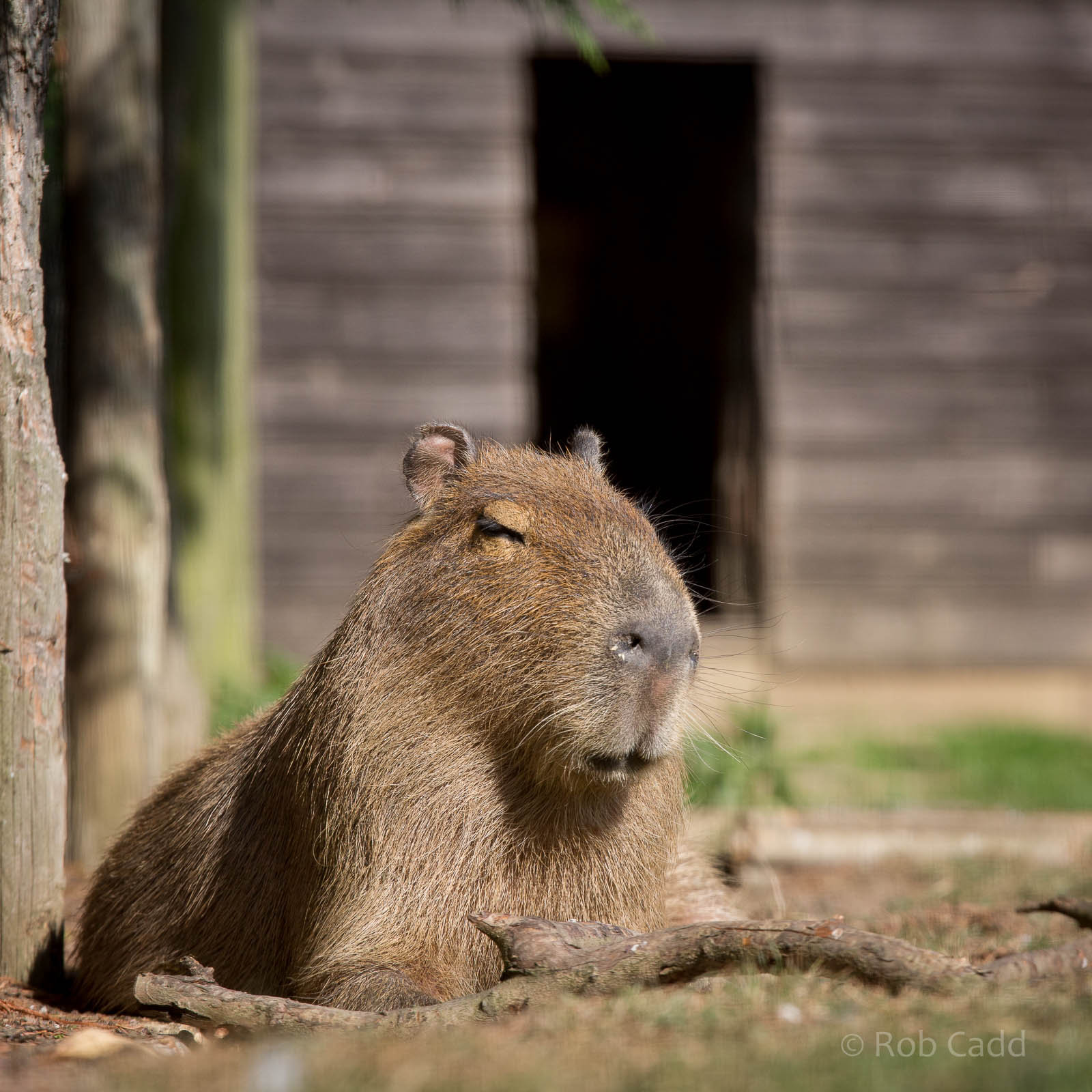 Capybara : Hamerton : 27 Sep 2014