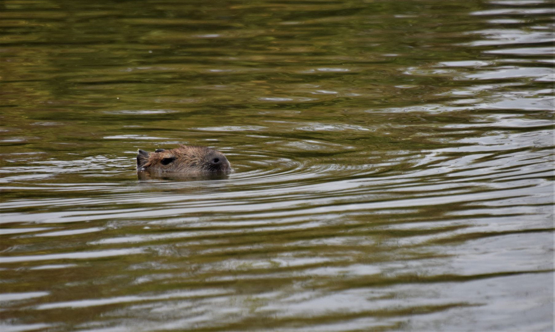 Capybara having a swim!