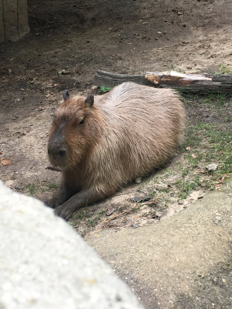 Capybara | Henry Vilas Zoo