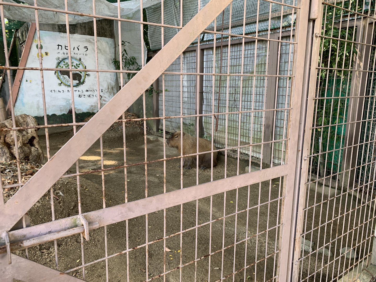 Capybara (Himeji City Zoo)