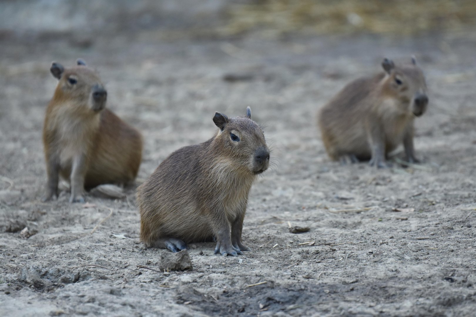 Capybara (Hydrochaeris hydrochaerus)