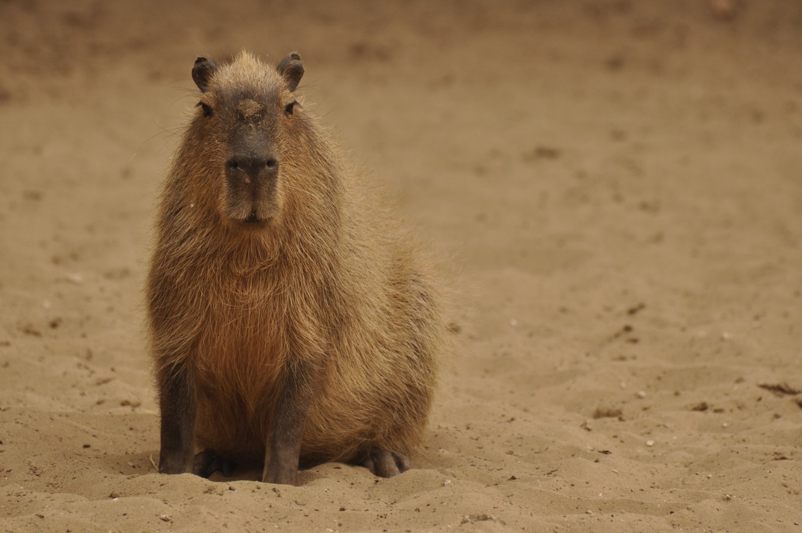 Capybara (Hydrochaerus hydrochaeris)