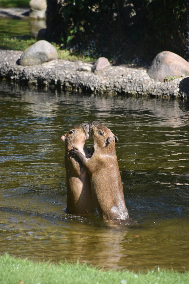 Capybara, Hydrochaerus hydrochaeris