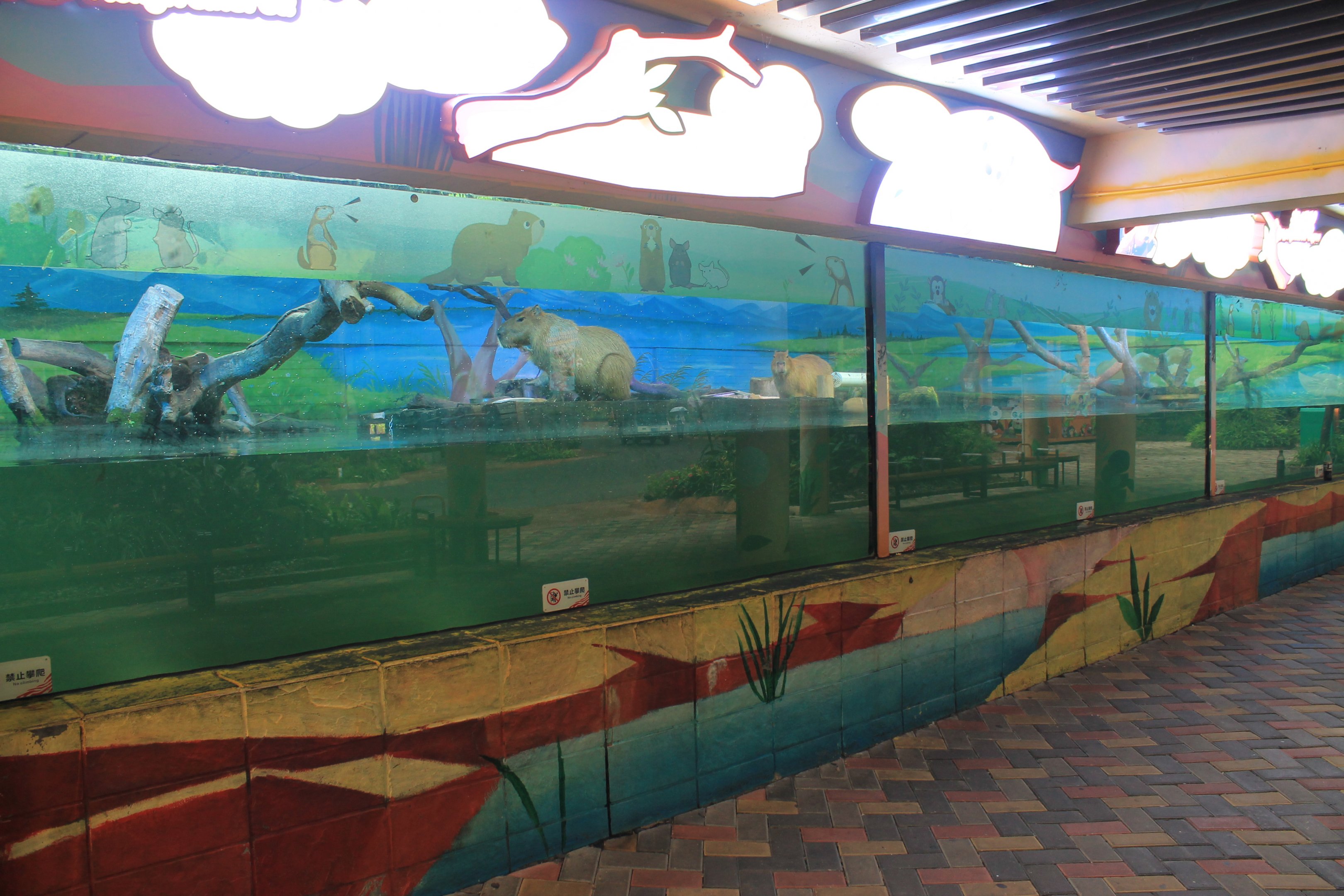 Capybara (Hydrochoeris hydrochaeris)