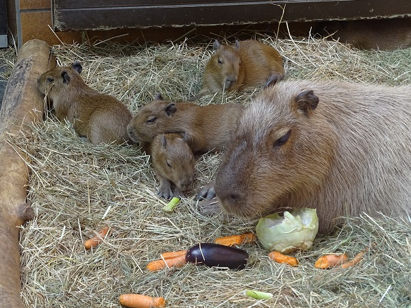 Capybara (Hydrochoerus hydrochaeris) (07/22)