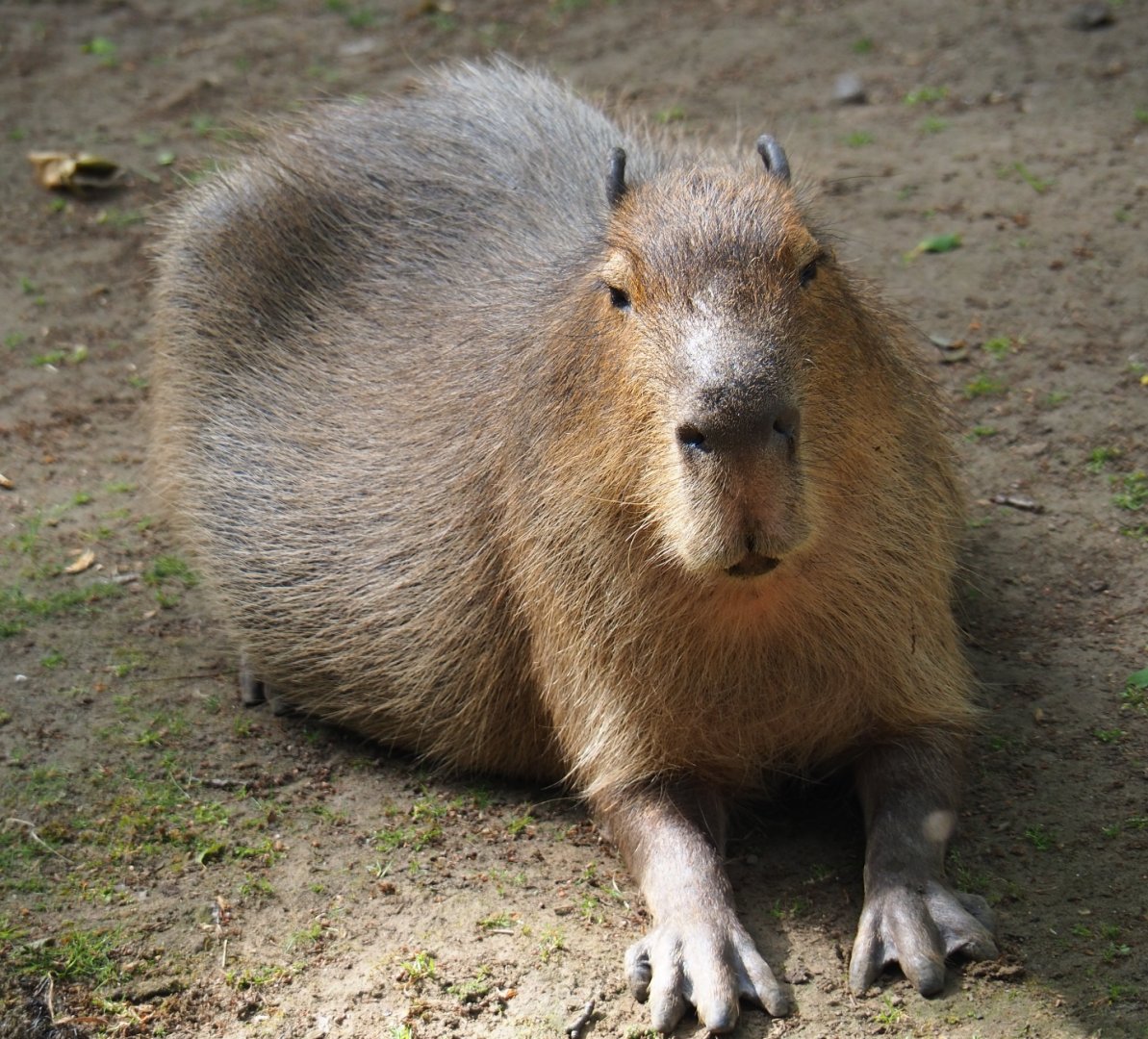 Capybara (Hydrochoerus hydrochaeris), 2019-05-31