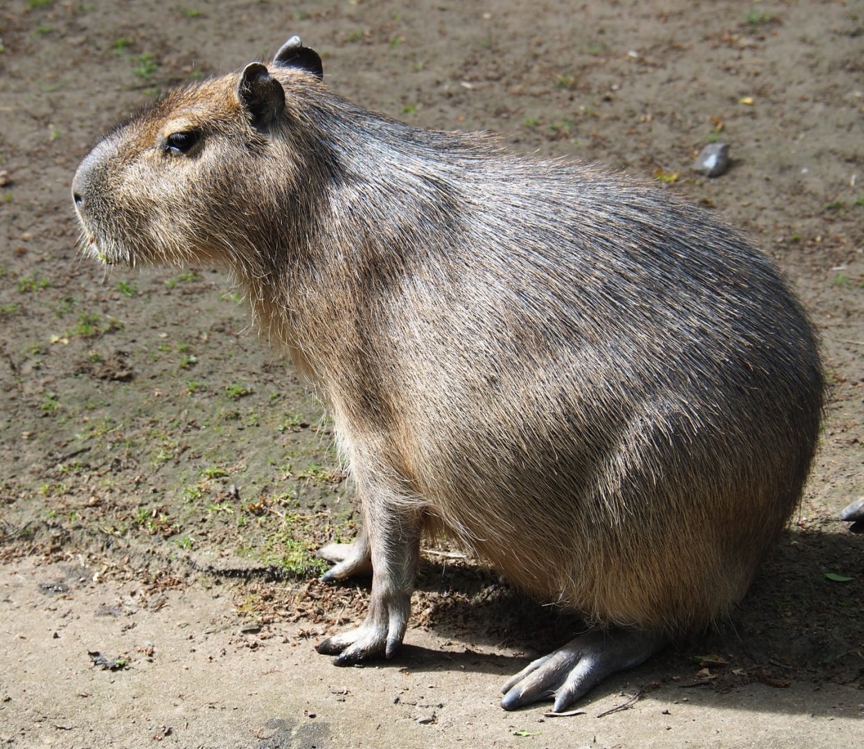 Capybara (Hydrochoerus hydrochaeris), 2019-05-31