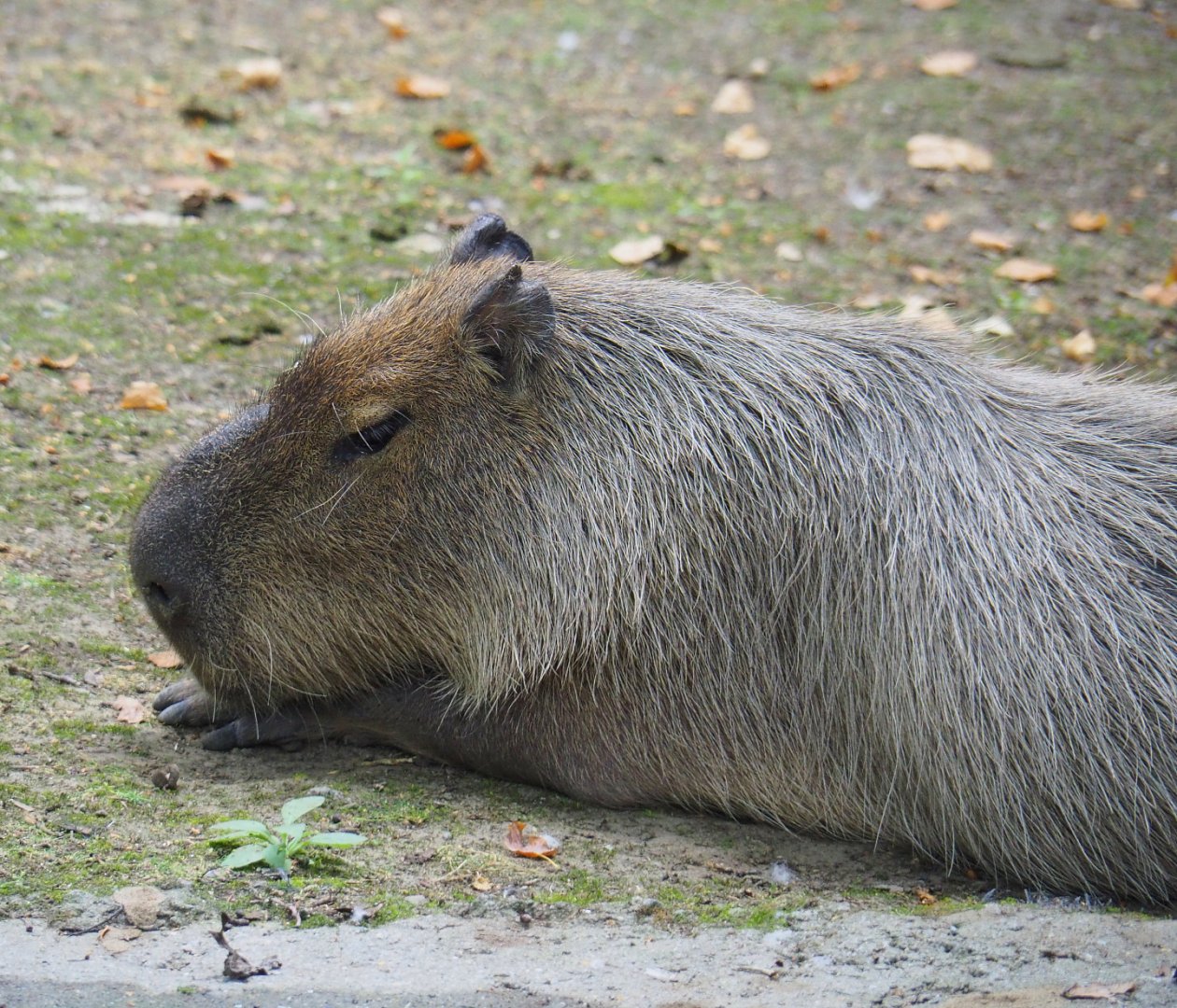 Capybara (Hydrochoerus hydrochaeris), 2020-08-15