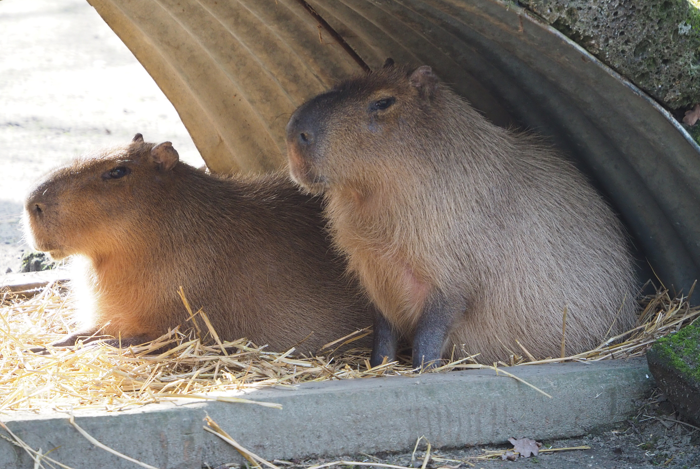 Capybara (Hydrochoerus hydrochaeris), 2021-02-23