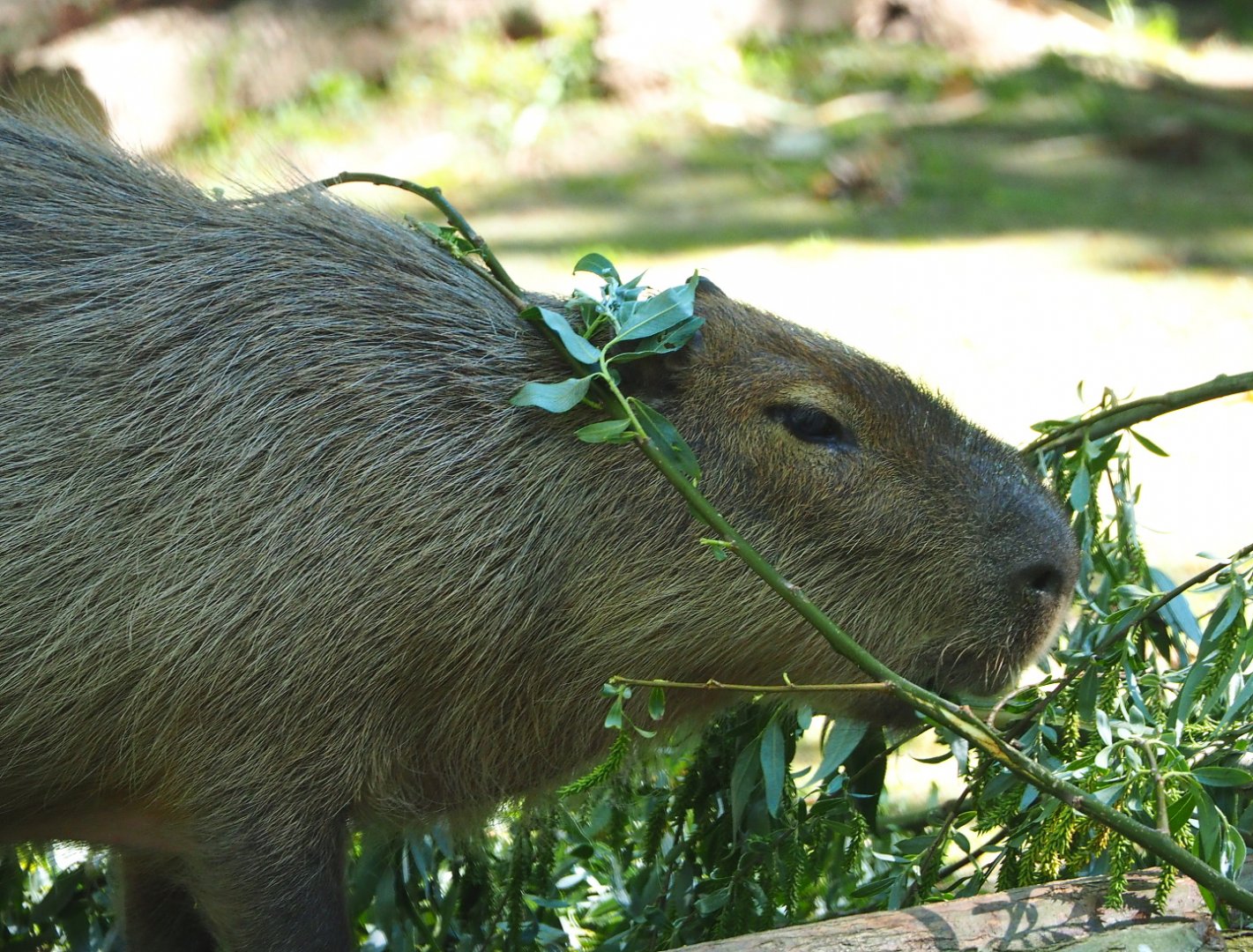 Capybara (Hydrochoerus hydrochaeris), 2021-06-01