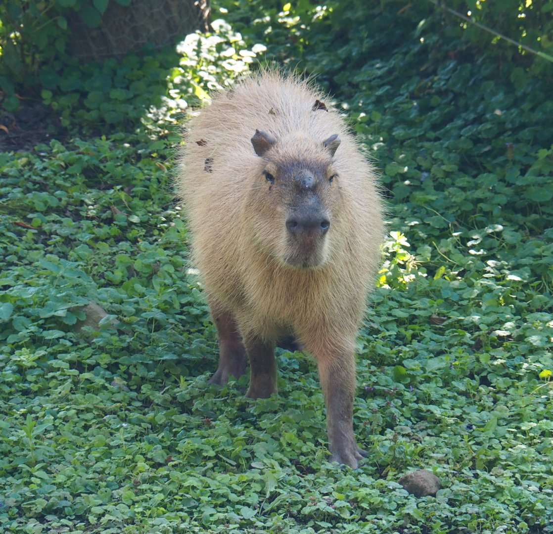 Capybara (Hydrochoerus hydrochaeris), 2021-09-03