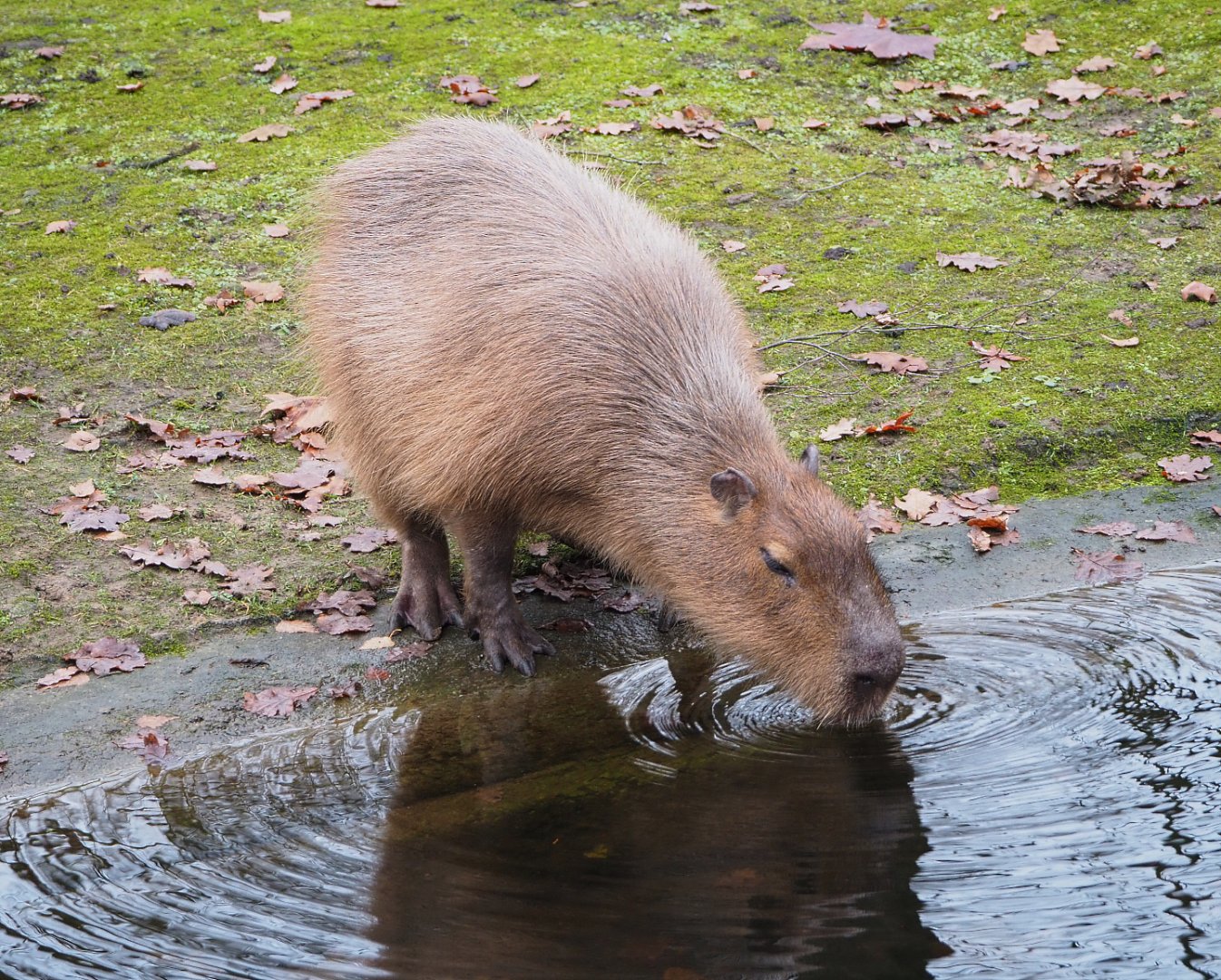 Capybara (Hydrochoerus hydrochaeris), 2021-12-07
