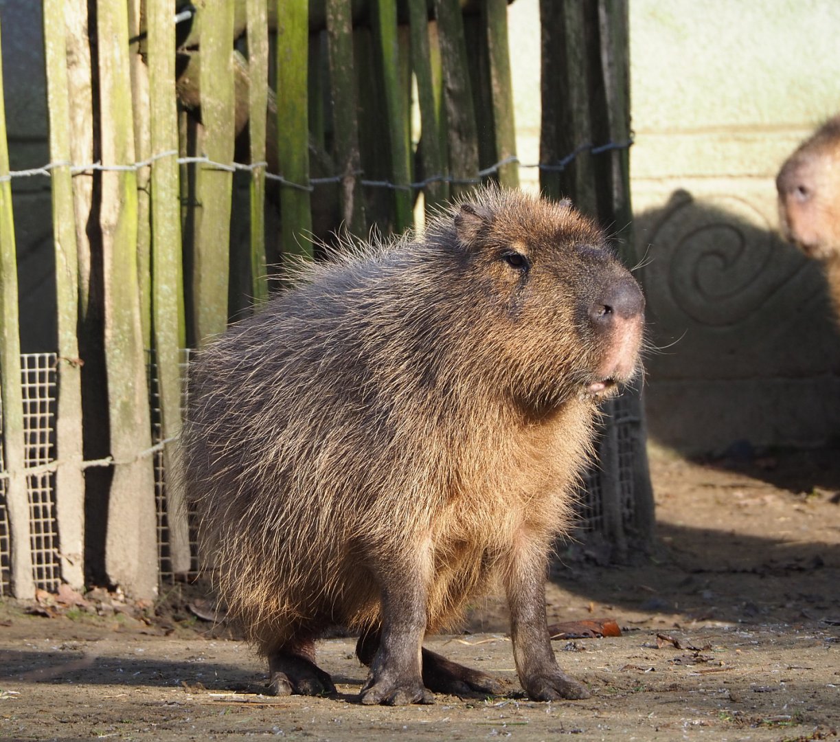 Capybara (Hydrochoerus hydrochaeris), 2021-12-22