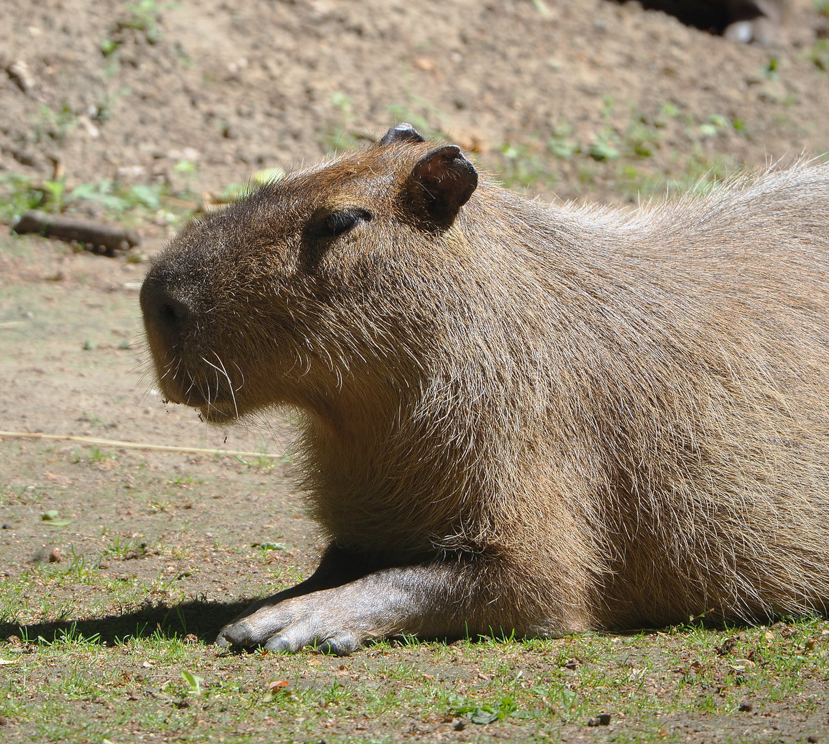 Capybara (Hydrochoerus hydrochaeris), 2022-05-28