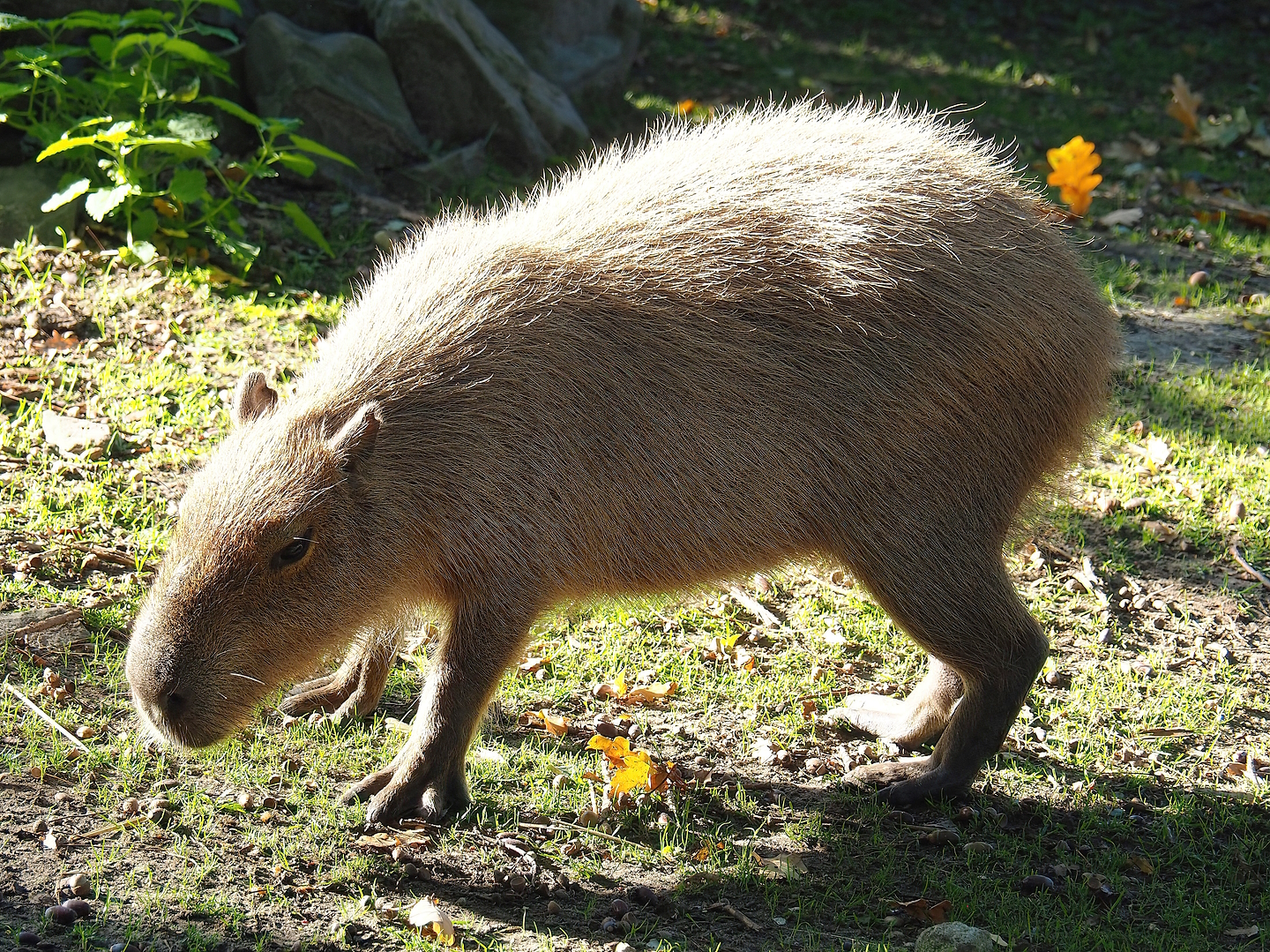 Capybara (Hydrochoerus hydrochaeris), 2022-10-09