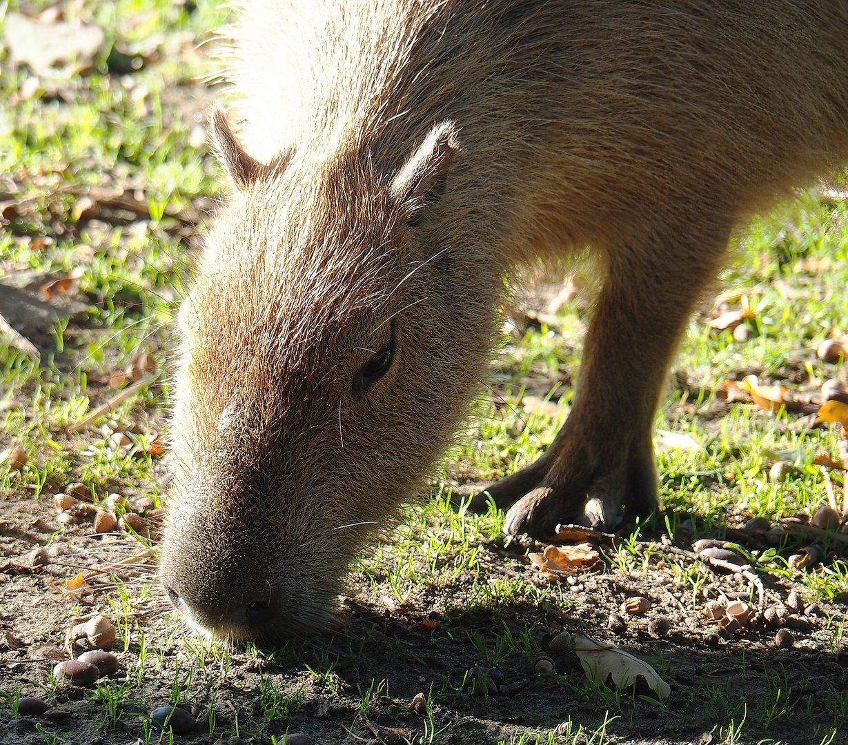 Capybara (Hydrochoerus hydrochaeris), 2022-10-09