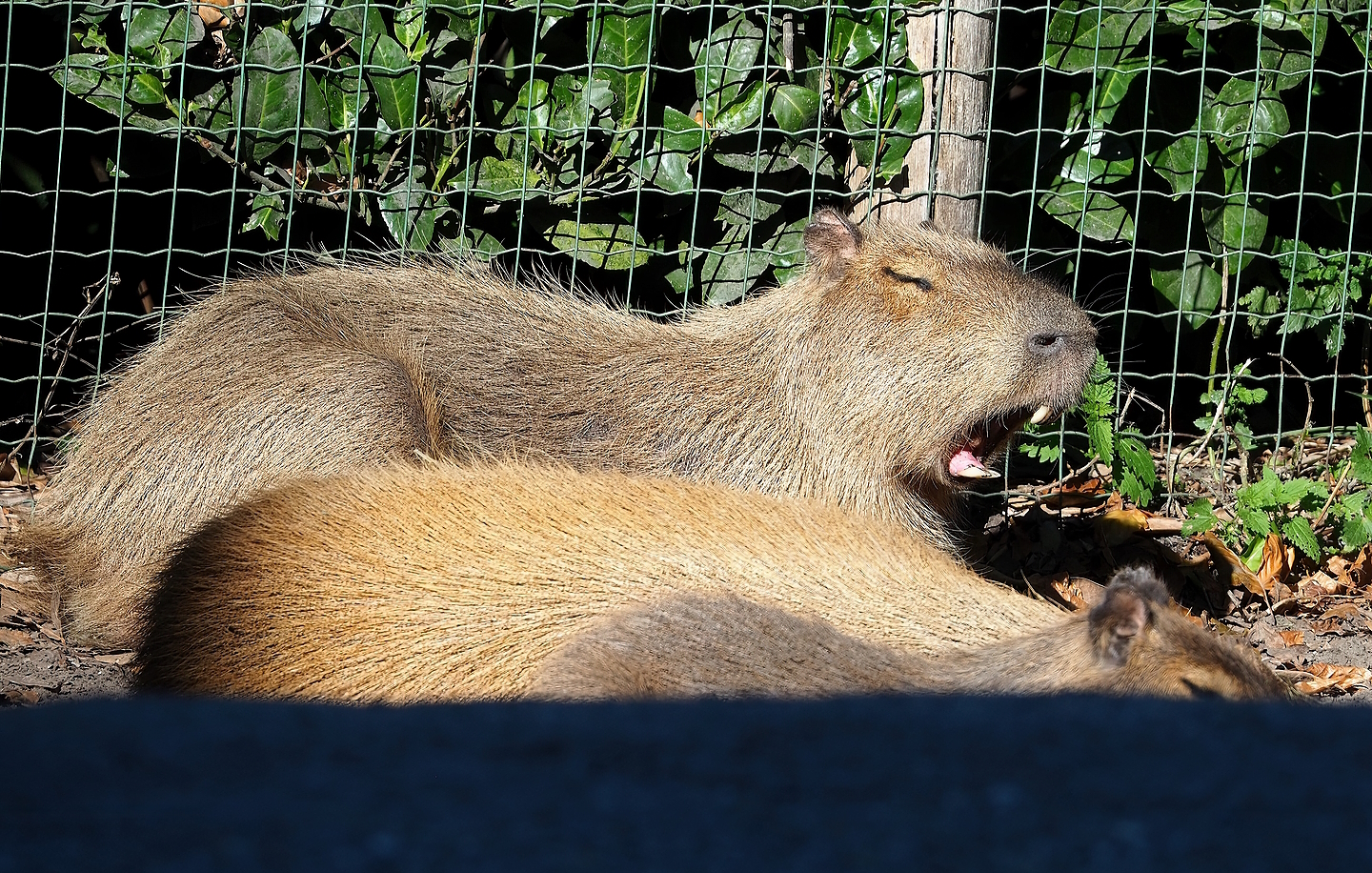 Capybara (Hydrochoerus hydrochaeris), 2022-10-09
