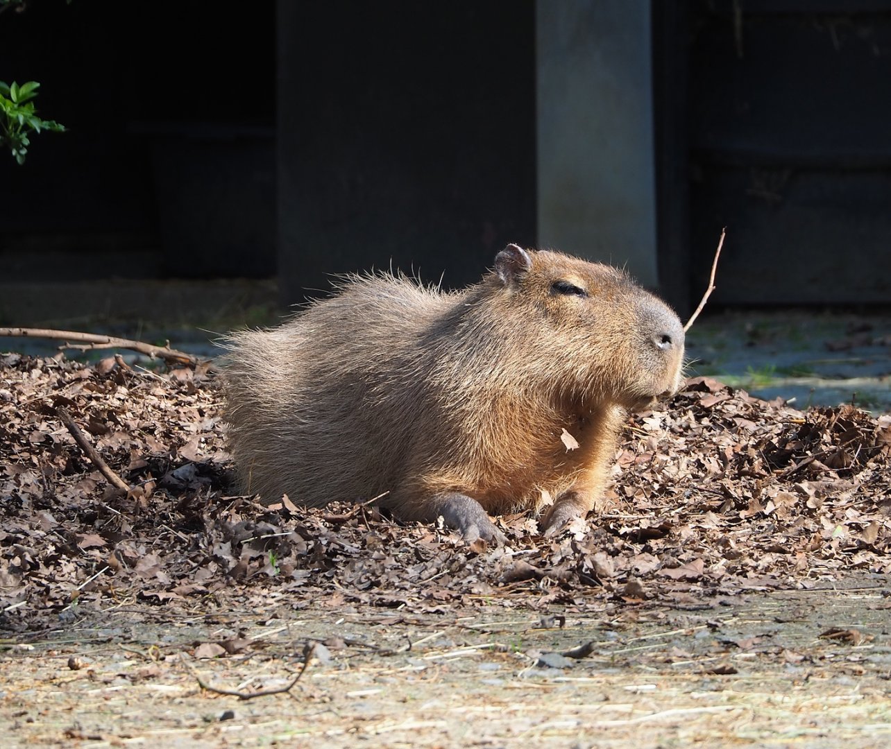 Capybara (Hydrochoerus hydrochaeris), 2023-04-18