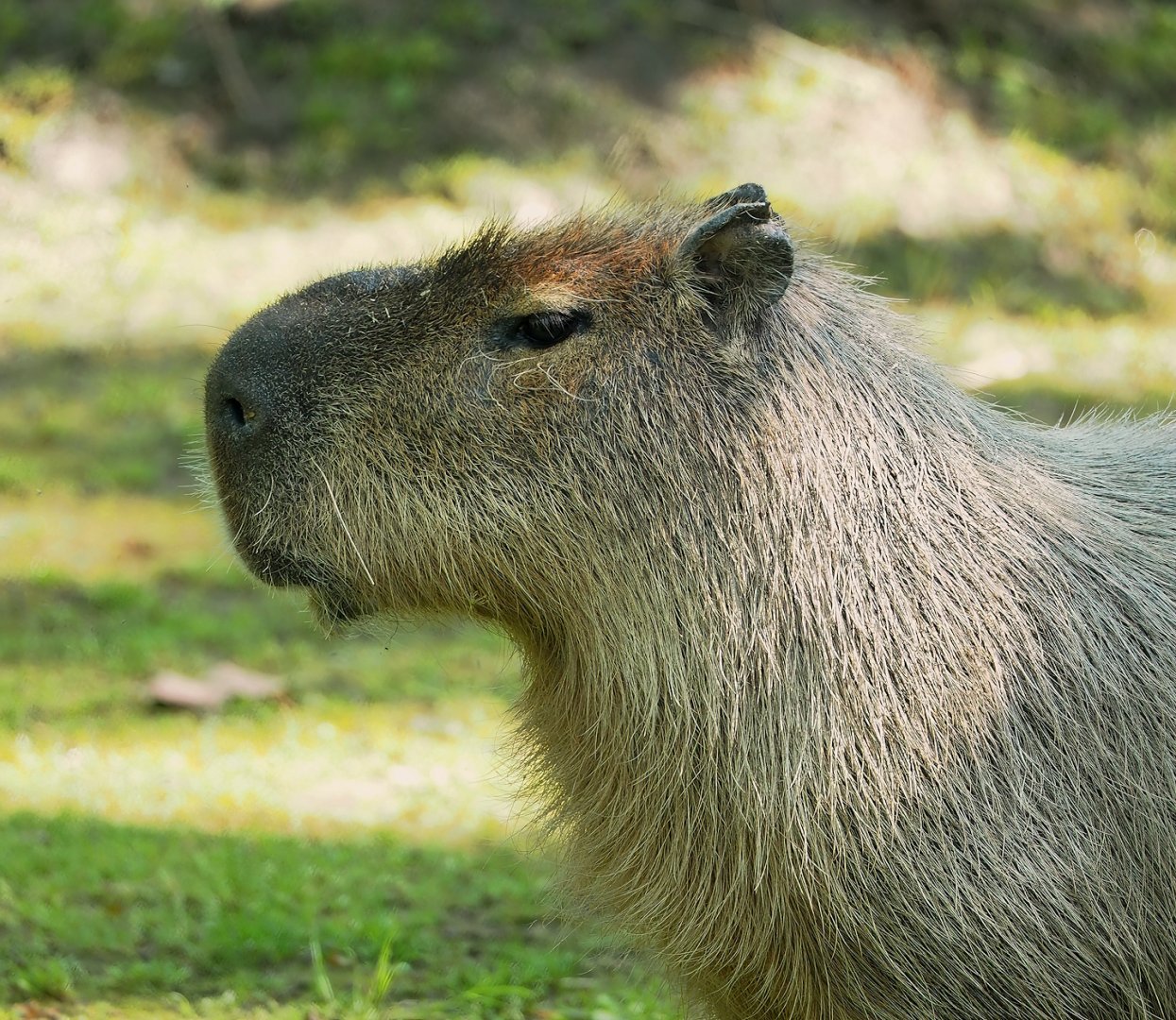 Capybara (Hydrochoerus hydrochaeris), 2023-05-13