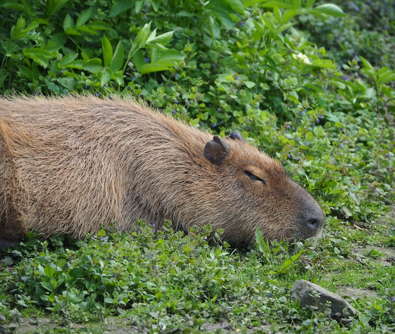 Capybara (Hydrochoerus hydrochaeris), 2023-05-16