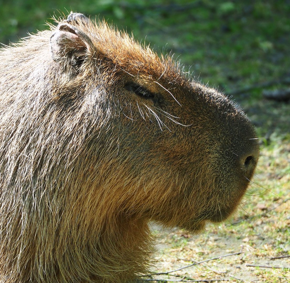 Capybara (Hydrochoerus hydrochaeris) 2023-06-04