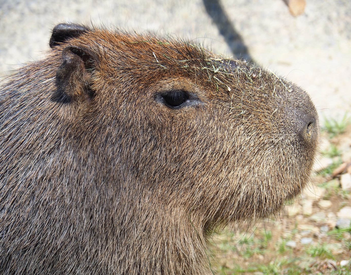 Capybara (Hydrochoerus hydrochaeris), 2023-06-24
