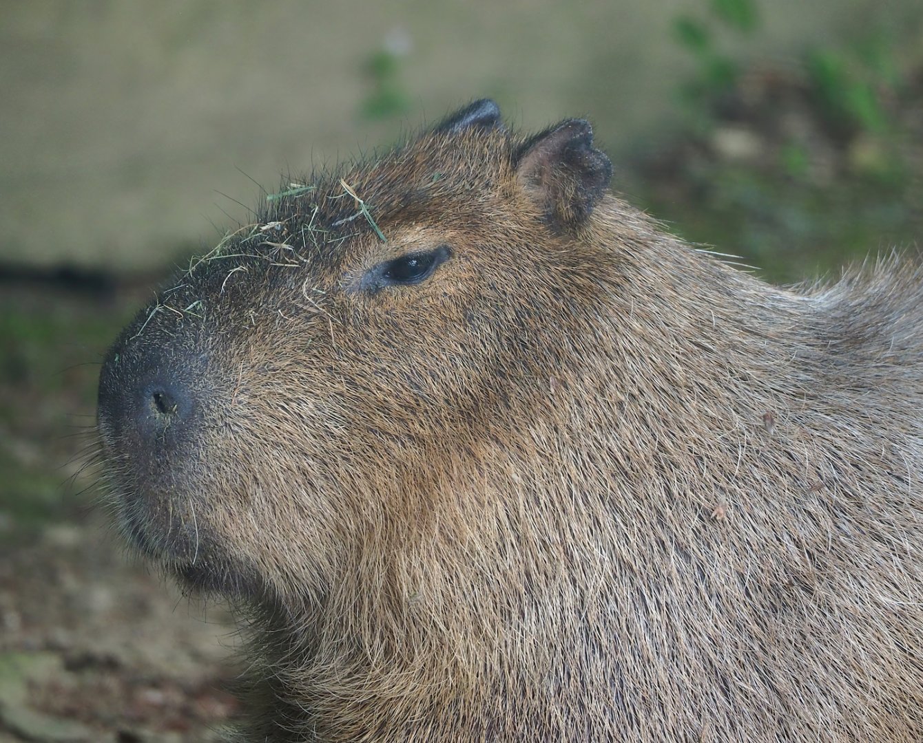 Capybara (Hydrochoerus hydrochaeris), 2023-06-24