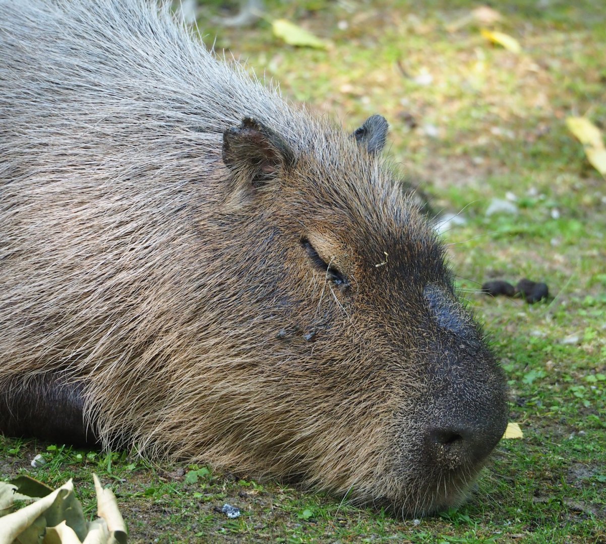 Capybara (Hydrochoerus hydrochaeris), 2023-07-08
