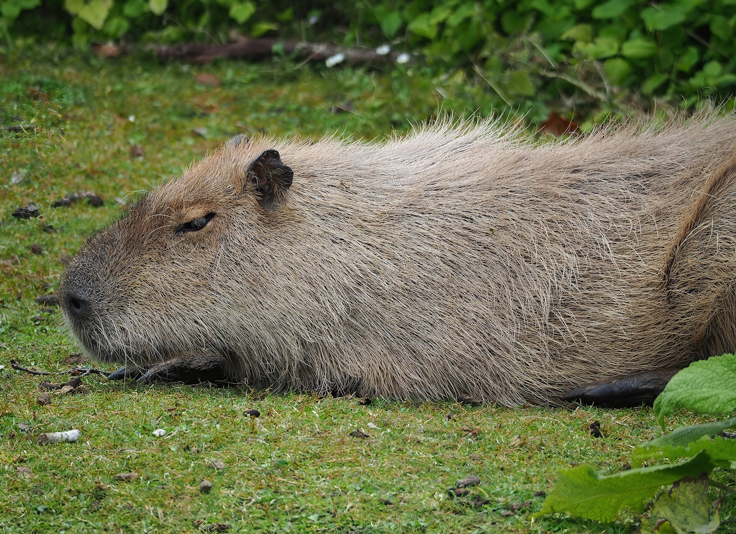 Capybara (Hydrochoerus hydrochaeris), 2023-07-18