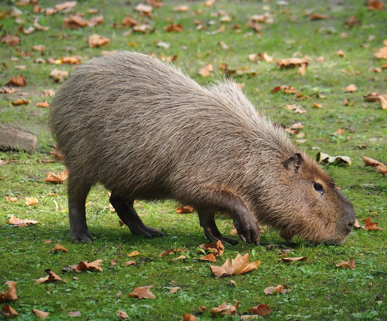 Capybara (Hydrochoerus hydrochaeris), 2023-10-04
