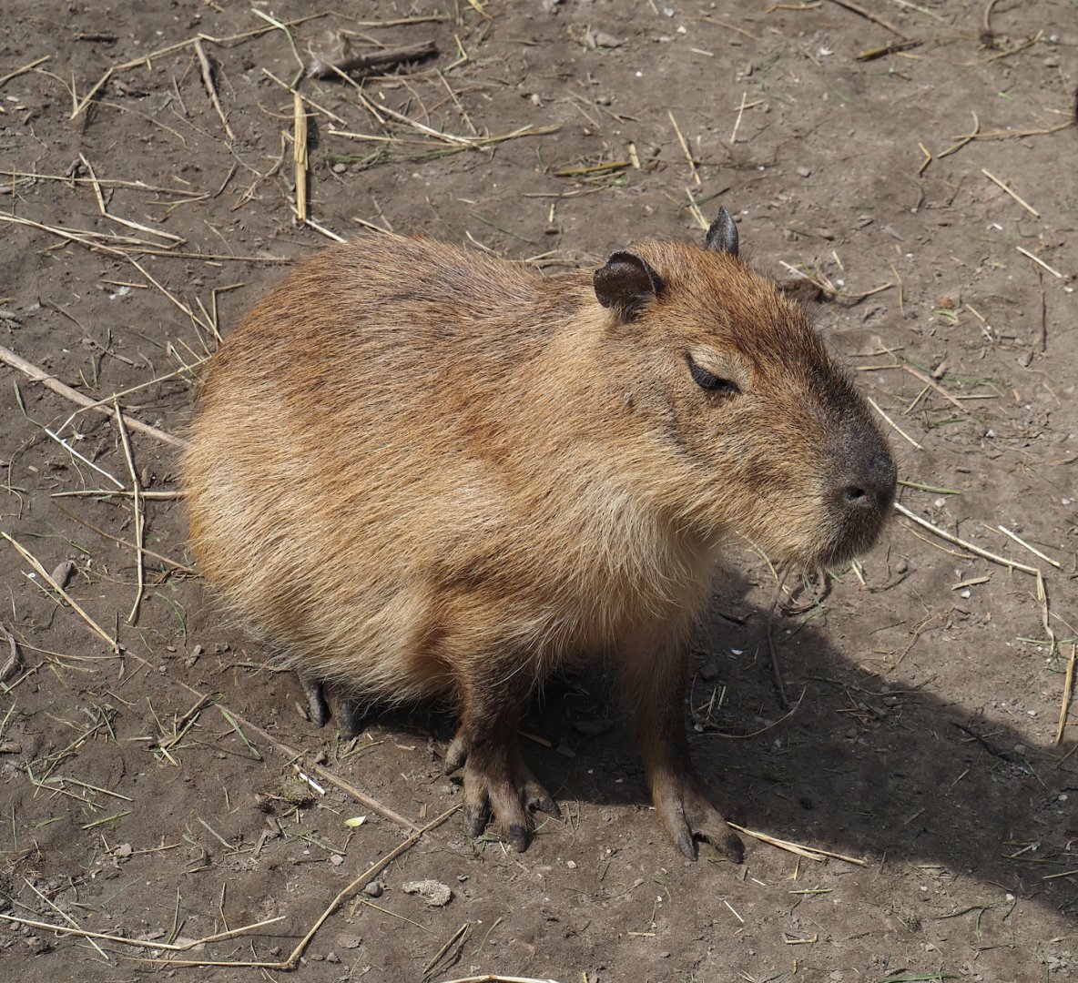 Capybara (Hydrochoerus hydrochaeris), 2024-05-11