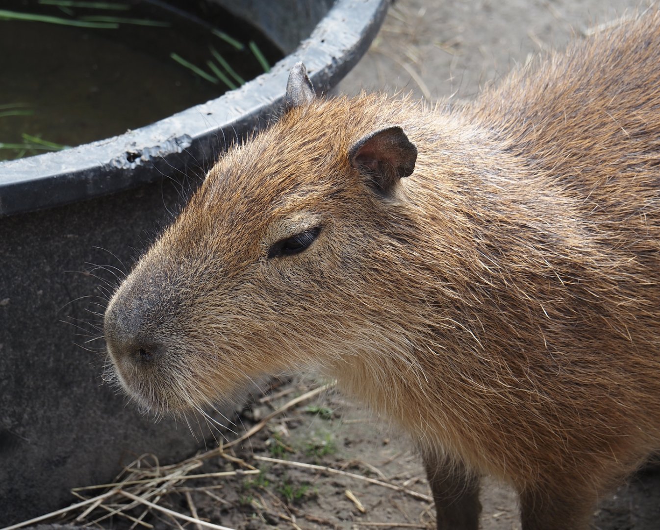 Capybara (Hydrochoerus hydrochaeris), 2024-05-11