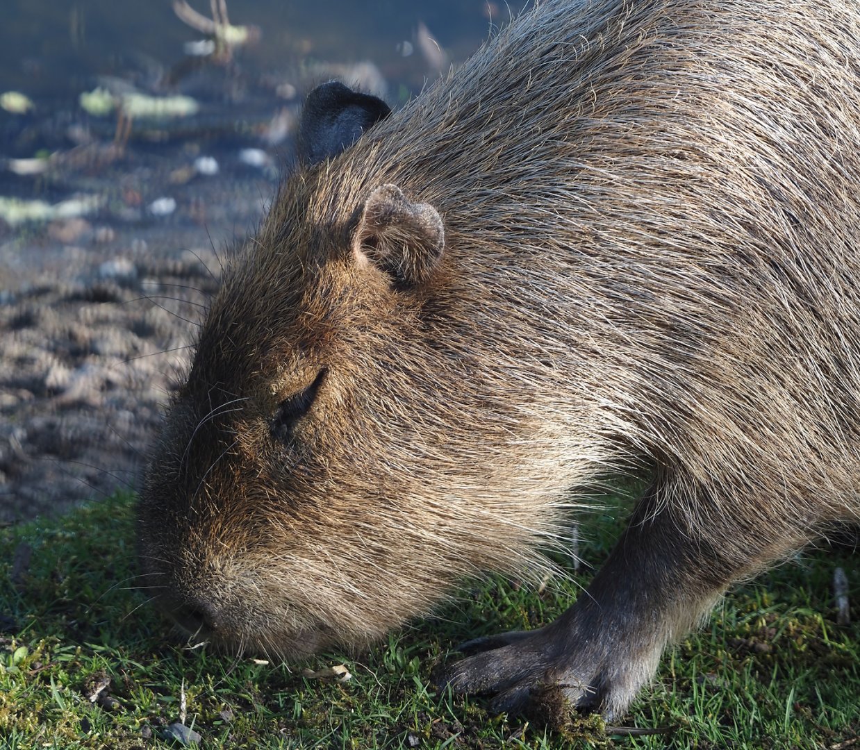 Capybara (Hydrochoerus hydrochaeris), 2025-04-12