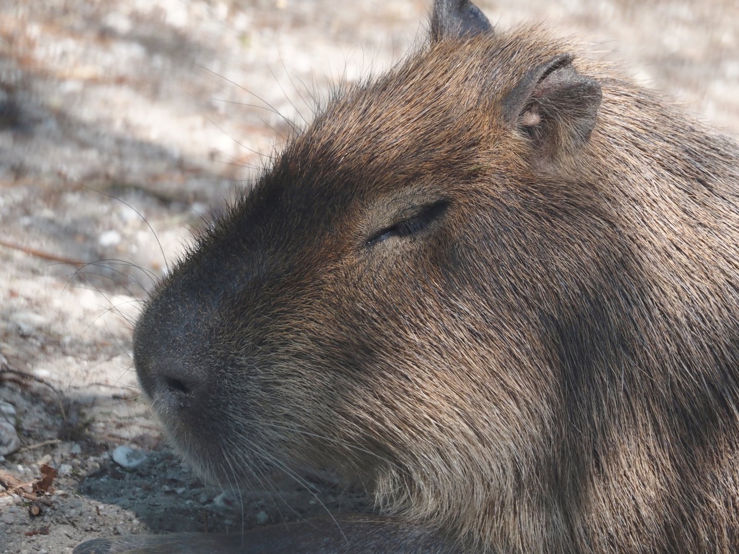 Capybara (Hydrochoerus hydrochaeris), 2025-04-12