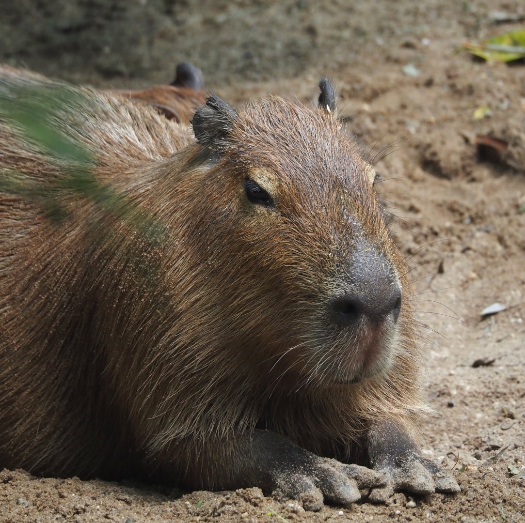 Capybara (Hydrochoerus hydrochaeris), 2025-05-17