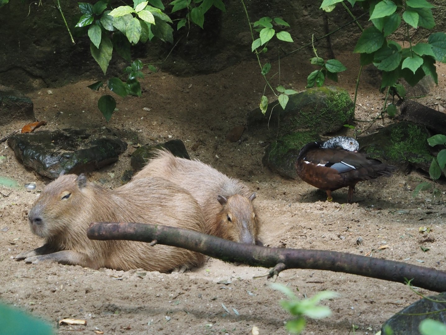 Capybara (Hydrochoerus hydrochaeris) and Asian white-winged wood duck (Asarcornis scutulata), 2025-05-17