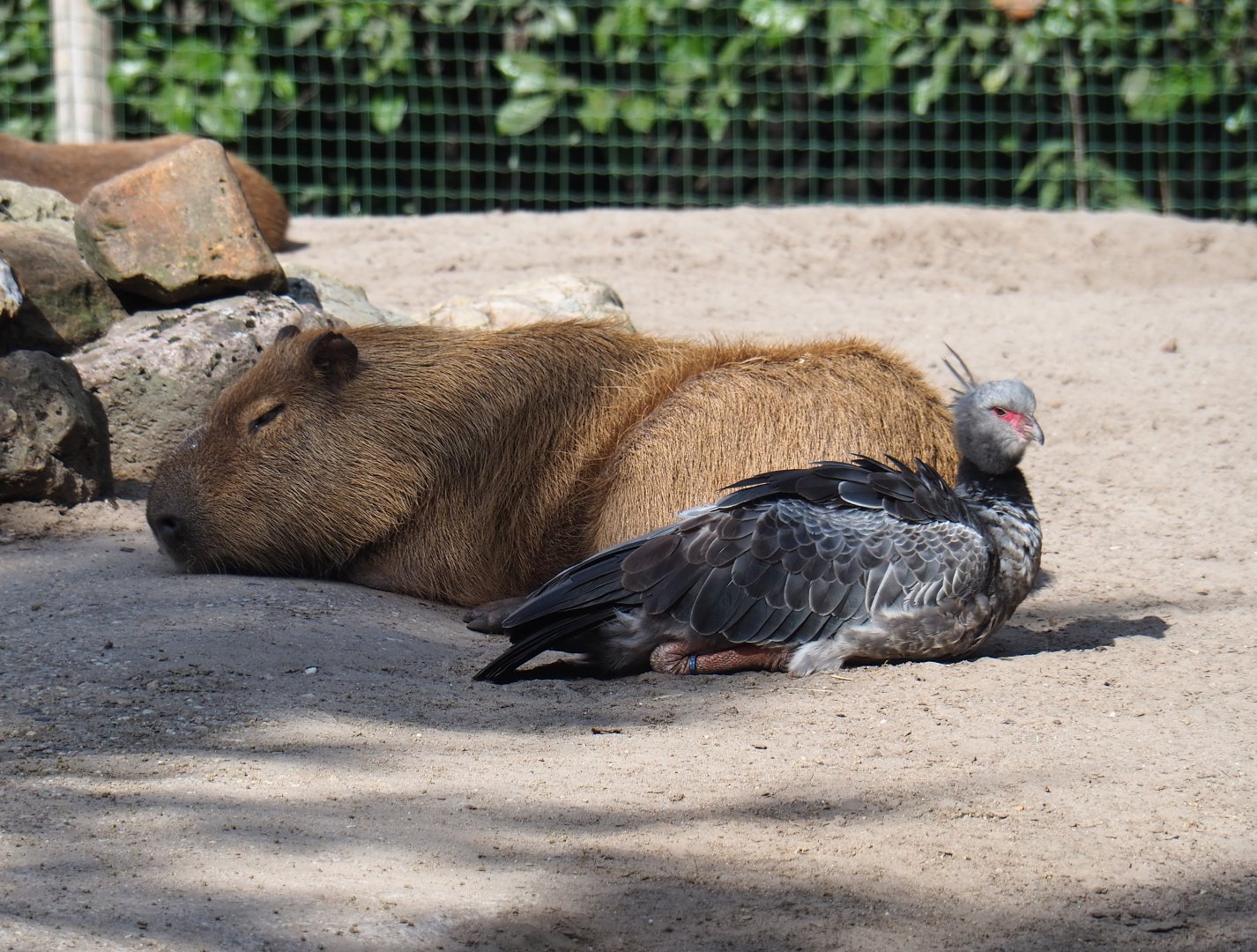 Capybara (Hydrochoerus hydrochaeris) and Crested screamer (Chauna torquata), 2019-08-11