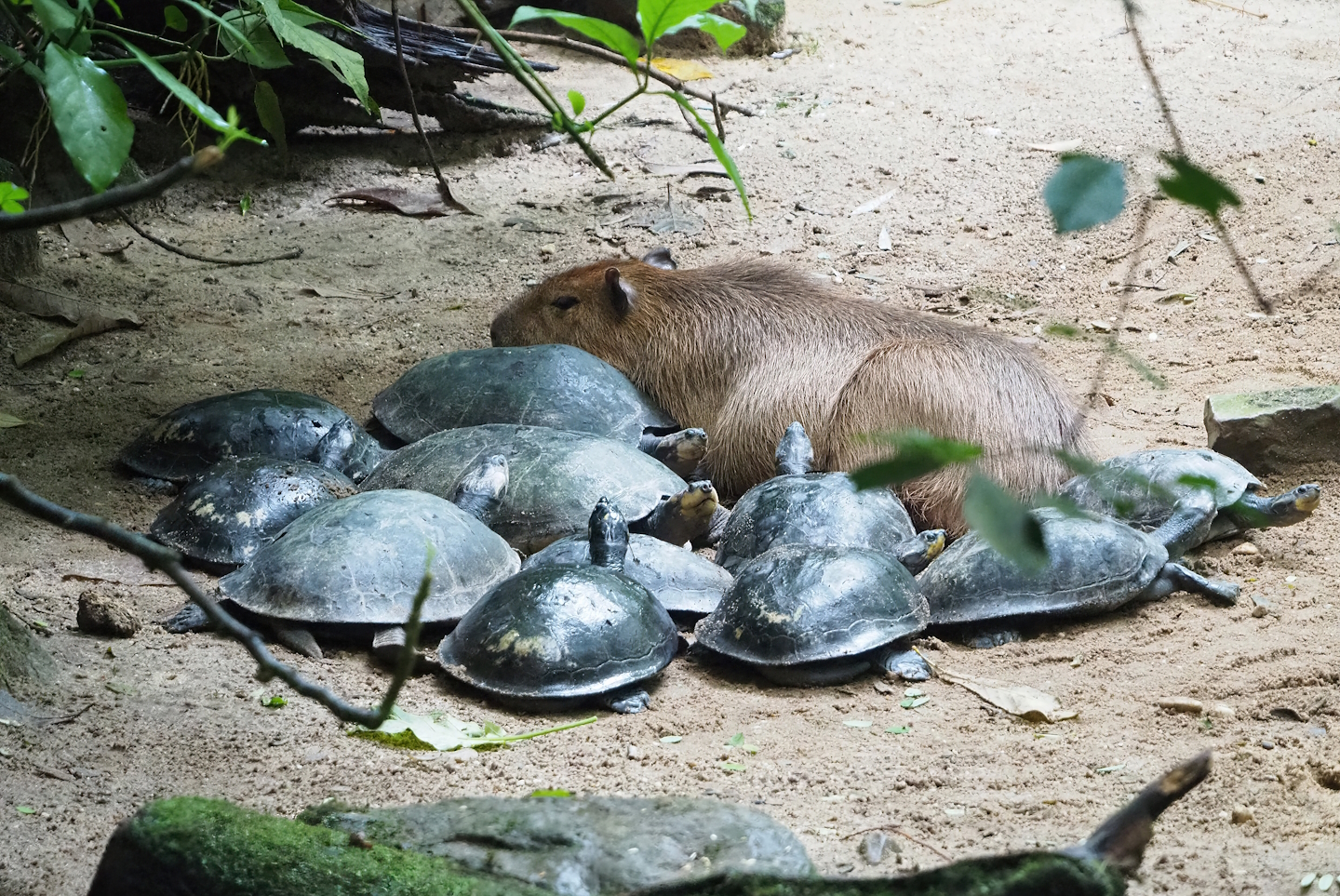 Capybara (Hydrochoerus hydrochaeris) and Yellow-spotted Amazon river turtles (Podocnemis unifilis), 2023-10-07