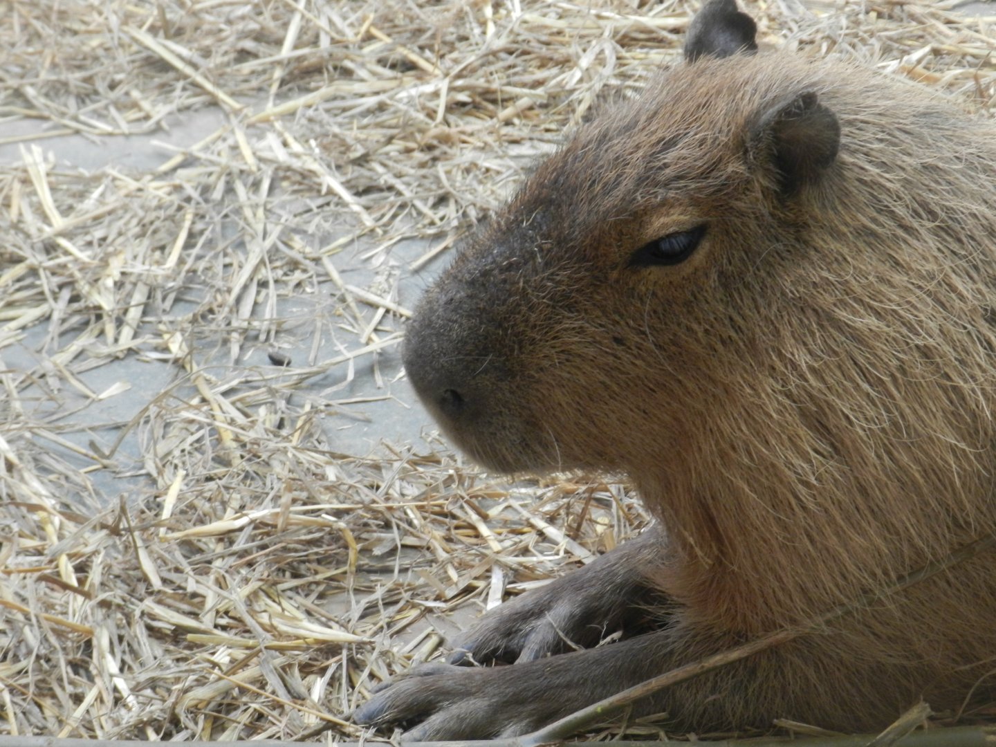 Capybara (Hydrochoerus hydrochaeris) at Noah's Ark Zoo Farm, England