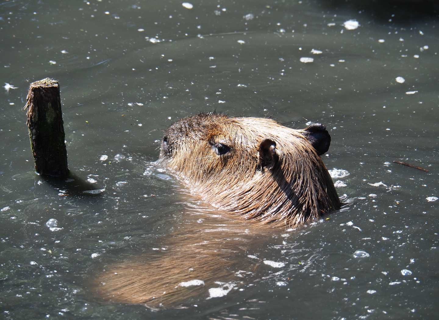 Capybara (Hydrochoerus hydrochaeris) in the pool, 2019-06-01
