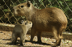 Capybara - Hydrochoerus hydrochaeris - Melaka Zoo - 2009