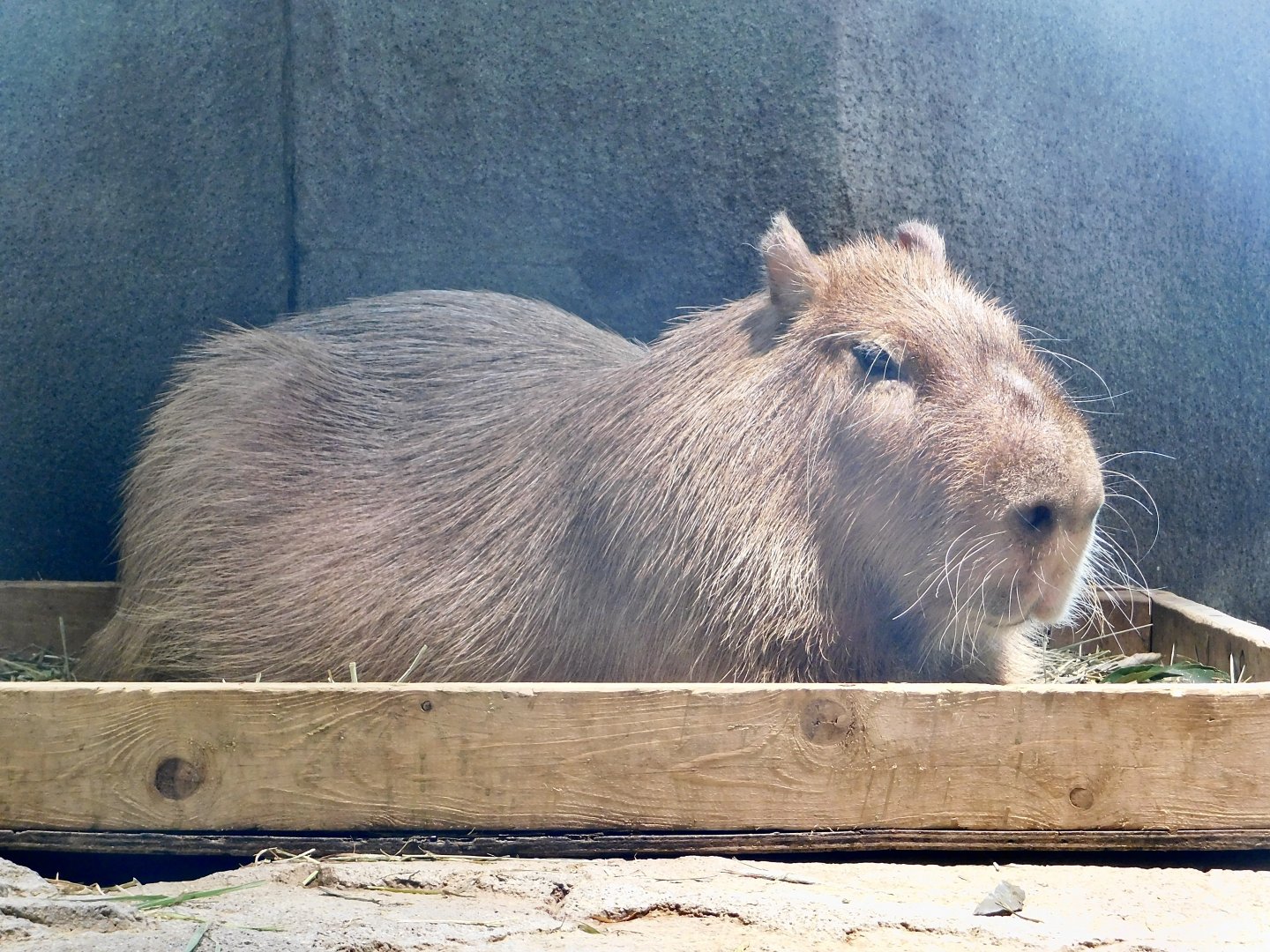 Capybara (Hydrochoerus hydrochaeris) NIFREL