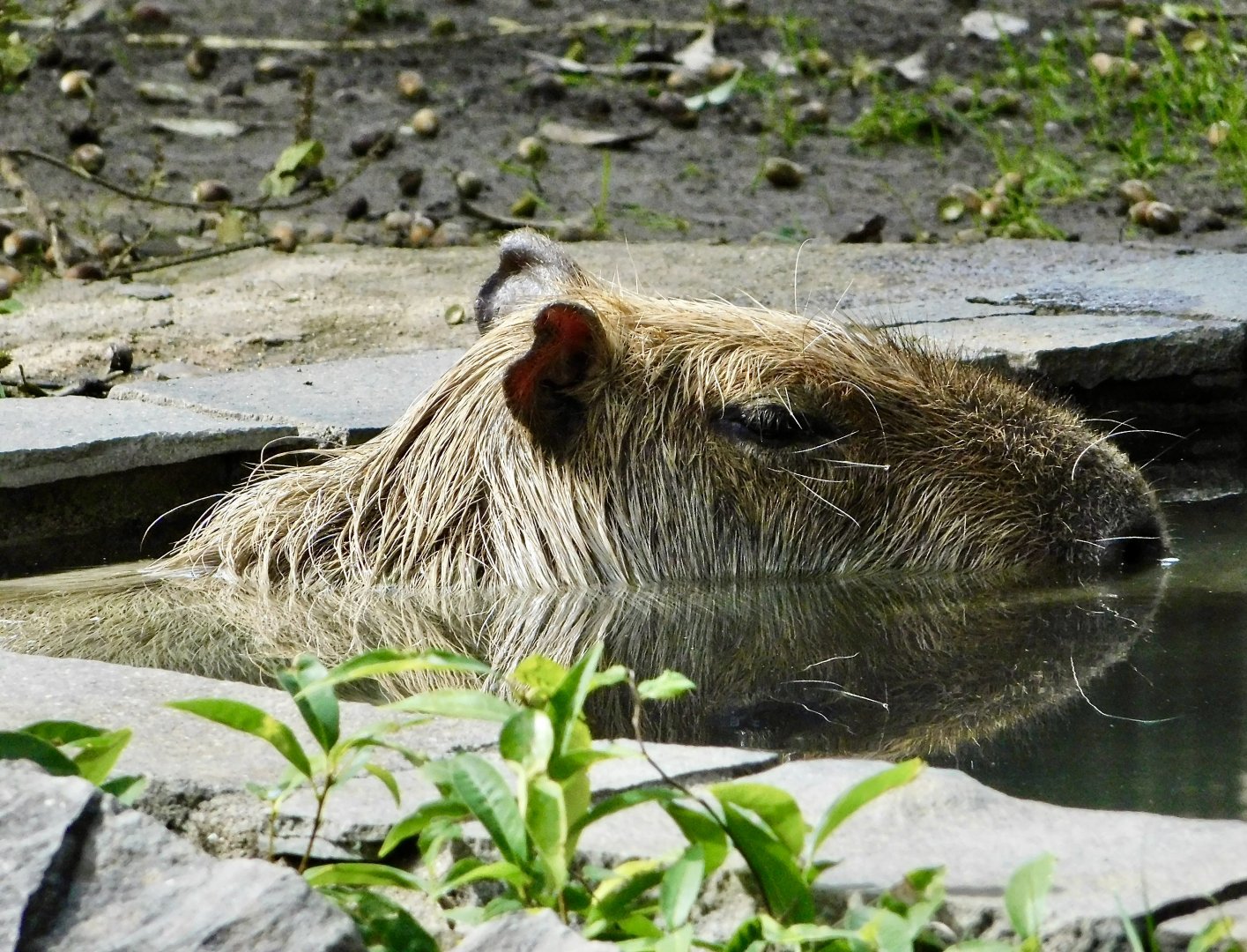 Capybara (Hydrochoerus hydrochaeris) November 1, 2025