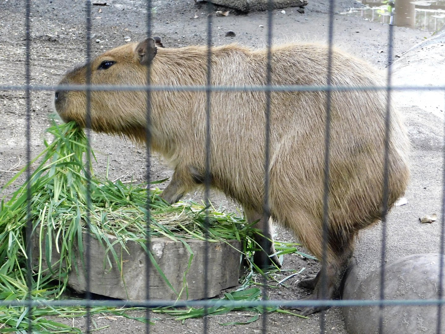 Capybara (Hydrochoerus hydrochaeris) October 4, 2025