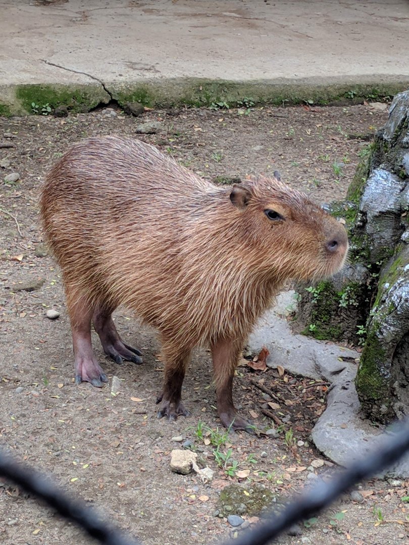 Capybara (Hydrochoerus hydrochaeris) - Taru Jurug Zoo