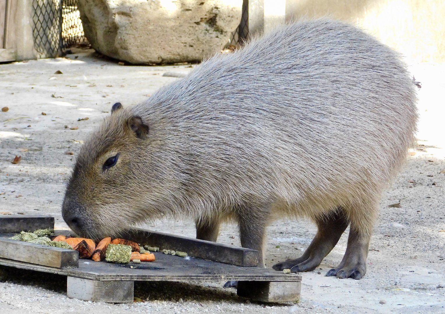 Capybara (Hydrochoerus hydrochaeris) - Tobu Zoo November 15, 2025