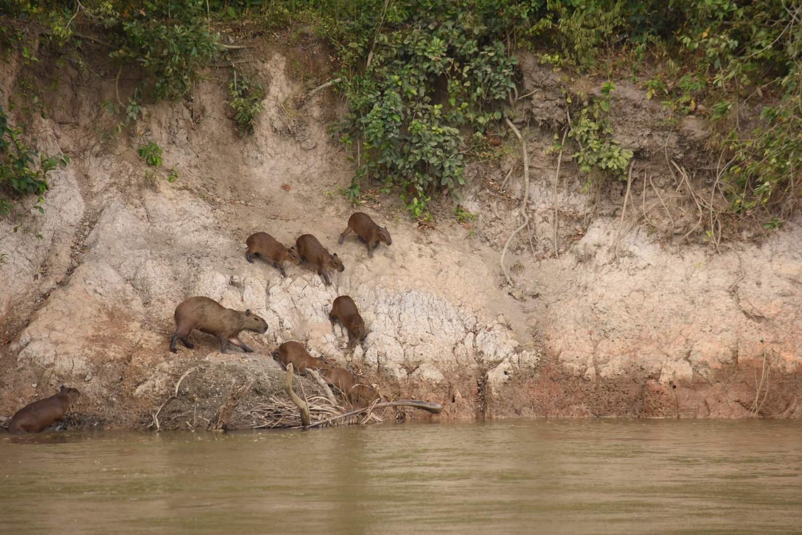 Capybara (Hydrochoerus hydrochaeris) with offspring