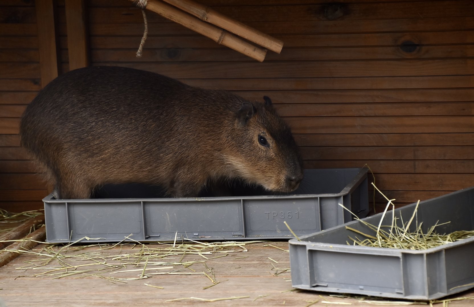 Capybara (Hydrochoerus hydrochaeris) young - Xpark