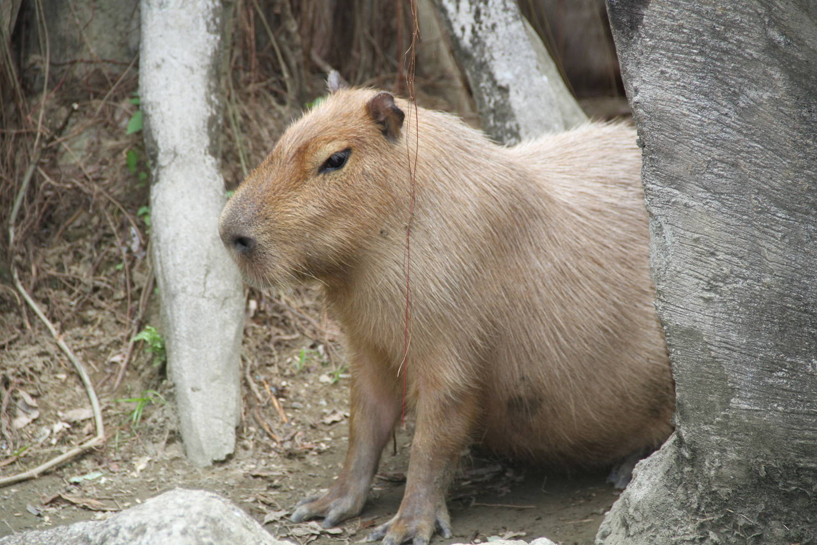 Capybara (Hydrochoerus hydrochaeris)